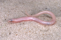 : Plestiodon (neoseps) reynoldsi; Sand Skink
