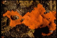 : Clathria originalis; Sponge (orange)