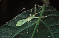 Reduviidae - Assassin and Thread-legged Bugs