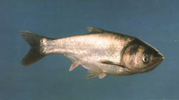Hypophthalmichthys molitrix, Silver carp: fisheries, aquaculture