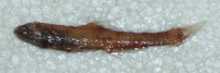 Lampanyctus steinbecki, Longfin lampfish: