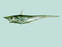 Coelorinchus kamoharai, Kamohara grenadier: fisheries