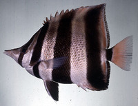 Chelmonops truncatus, Truncate coralfish: aquarium