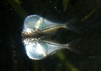 Carnegiella marthae, Blackwing hatchetfish: aquarium