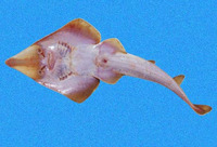 Rhinobatos leucorhynchus, Whitesnout guitarfish: