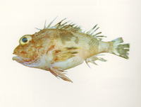 Neosebastes thetidis, Thetis fish: