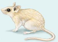 Image of: Acomys cahirinus (Cairo spiny mouse)