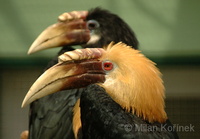 Rhyticeros plicatus - Blyth's Hornbill