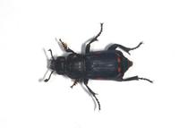 Image of: Nicrophorus orbicollis (burying beetle)