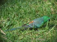 Psephotus haematonotus - Red-rumped Parrot