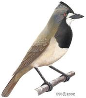 Image of: Oreoica gutturalis (crested bellbird)