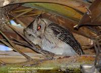 Collared Scops Owl - Otus bakkamoena