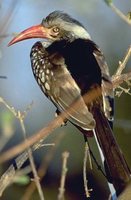 Red-billed Hornbill - Tockus erythrorhynchus