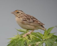 Grasshopper Sparrow - Ammodramus savannarum