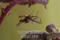 flying weevil ( Curculio nucum ) stock photo