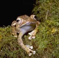 : Boophis madagascariensis; Madagascan Treefrog