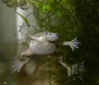 : Hymenochirus sp.
