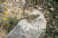 : Crotaphytus collaris; Collared Lizard