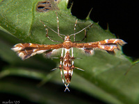 : Geina tenuidactyla; Himmelman's Plume Moth