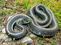 : Thamnophis sirtalis pickeringii; Puget Sound Garter Snake