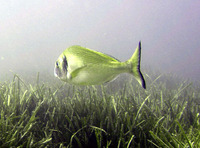 Sparus aurata, Gilthead seabream: fisheries, aquaculture, gamefish