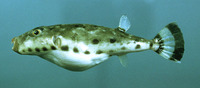 Sphoeroides spengleri, Bandtail puffer: aquarium