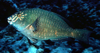 Calotomus carolinus, Carolines parrotfish: fisheries, aquarium