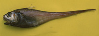 Malacocephalus occidentalis, Western softhead grenadier: fisheries