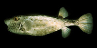 Ostracion rhinorhynchos, Horn-nosed boxfish: aquarium