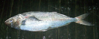 Seriolella porosa, Choicy ruff: fisheries
