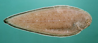 Synaptura commersonnii, Commerson's sole: fisheries