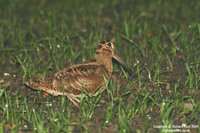 Scolopax rusticola - Woodcock