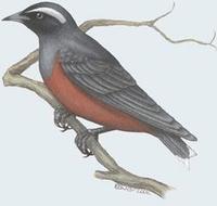 Image of: Artamus superciliosus (white-browed woodswallow)