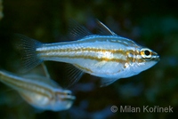 Apogon margaritophorus - Pearly Cardinalfish
