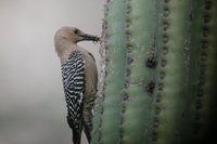 Gila Woodpecker - Melanerpes uropygialis