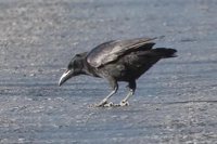 Cuban Palm Crow - Corvus minutus