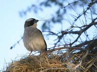 White-browed Sparrow-Weaver - Plocepasser mahali