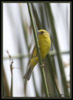 Grassland Yellow-Finch - Sicalis luteola
