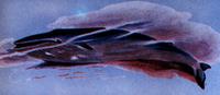 17. 흰긴수염고래 (수염고래 科)