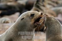 ...Cape fur seal (Arcocephalus pusillus pusillus) calling from out on the rocks at dusk . Southern 