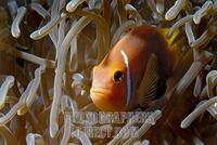 ...Fire Clownfish ( Amphiprion melanopus ) , Vakarufalhi , Ari atoll , Indian Ocean , Maldives stoc