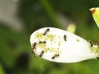 개미의 진딧물키우기
