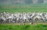 Cranes Grus grus