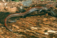 : Batrachoseps major; Garden Slender Salamander