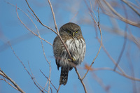 : Glaucidium gnoma; Northern Pygmy-owl