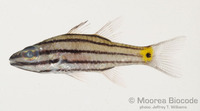 : Cheilodipterus quinquelineatus