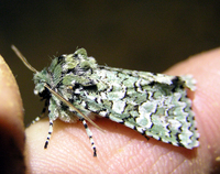 : Feralia februalis; Owlet Moth