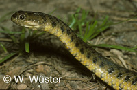 : Helicops leopardinus; Snake