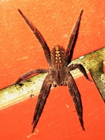 : Phoneutria sp.; Aranha-armadeira
