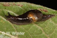: Plutonia sp.; Semi-slug